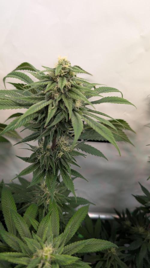 Cup Winning Strains 2026. Week 12