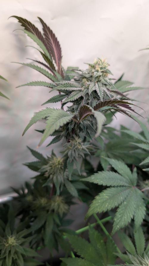 Cup Winning Strains 2026. Week 12