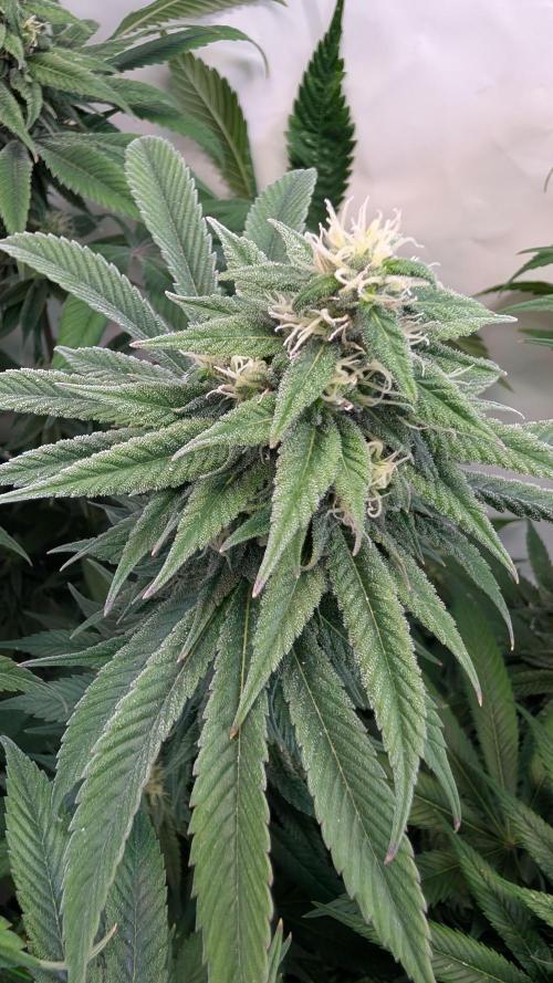 Cup Winning Strains 2026. Week 12
