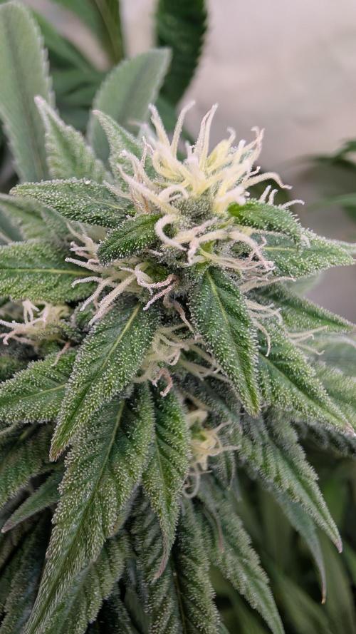 Cup Winning Strains 2026. Week 12