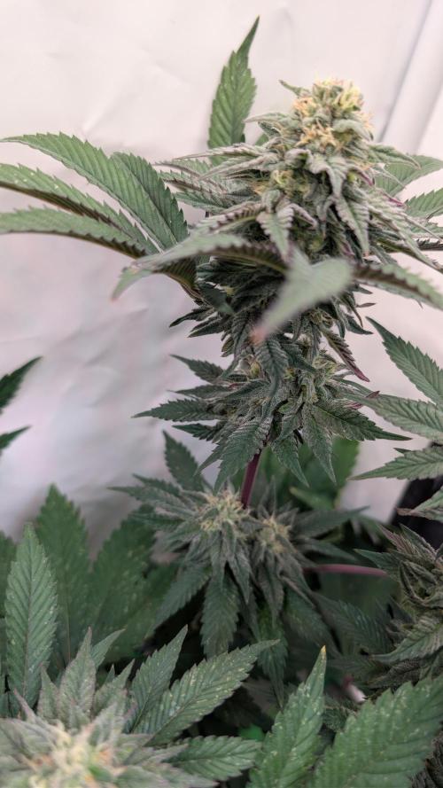 Cup Winning Strains 2026. Week 12