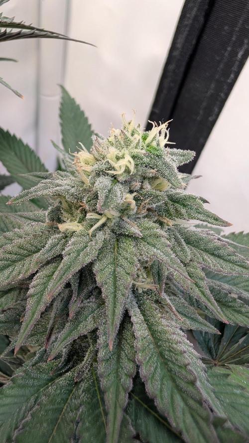 Cup Winning Strains 2026. Week 12