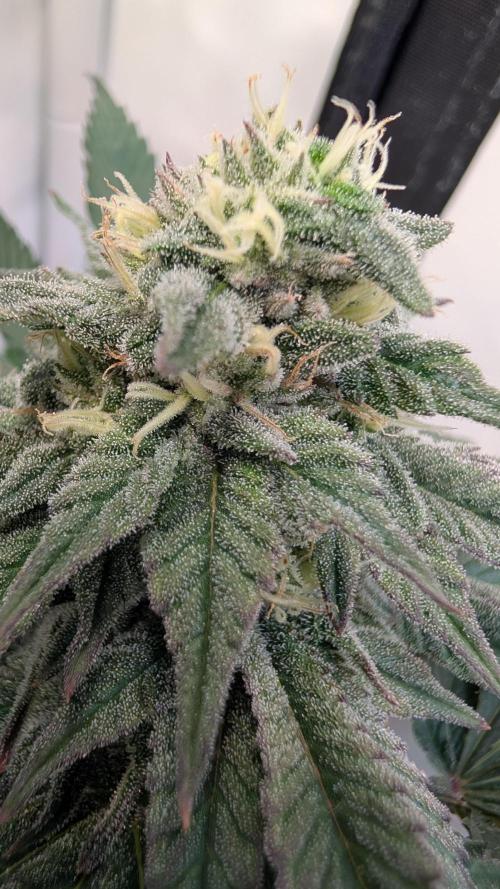 Cup Winning Strains 2026. Week 12