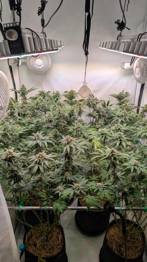 Cup Winning Strains 2026. Week 12