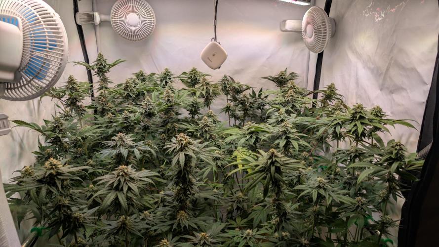 Cup Winning Strains 2026. Week 12