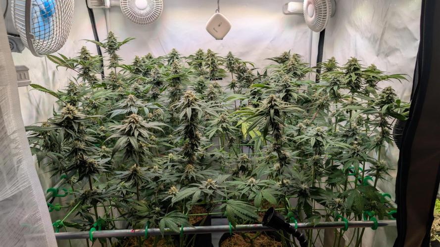 Cup Winning Strains 2026. Week 12