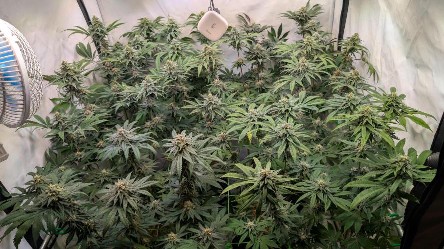 Cup Winning Strains 2026. Week 12