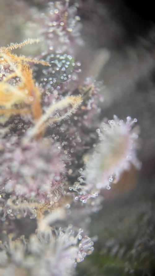 The G-Wagon Autoflower WorldCup 26. Week 10