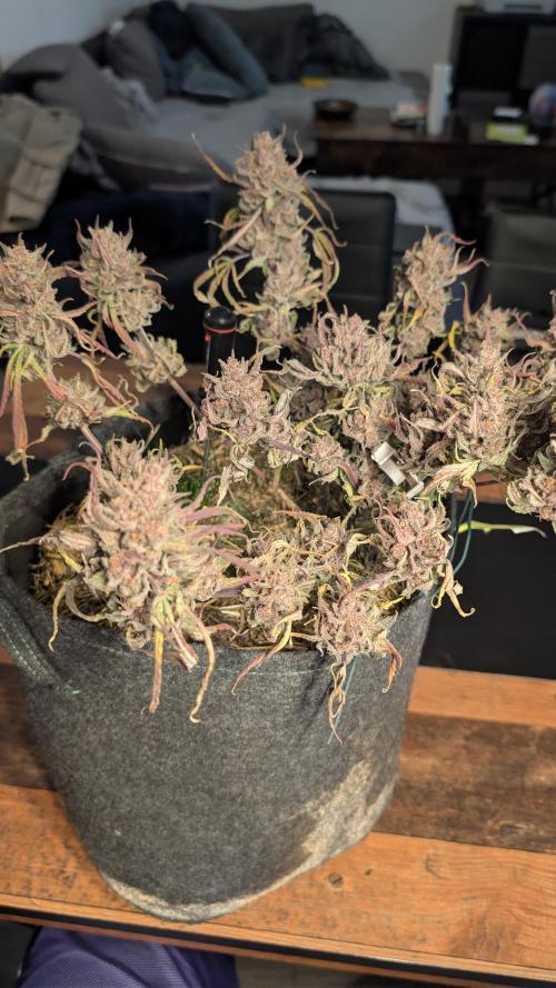 The G-Wagon Autoflower WorldCup 26. Week 10