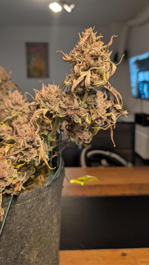 The G-Wagon Autoflower WorldCup 26. Week 10