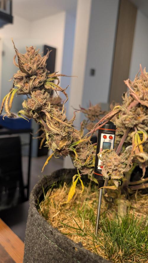 The G-Wagon Autoflower WorldCup 26. Week 10