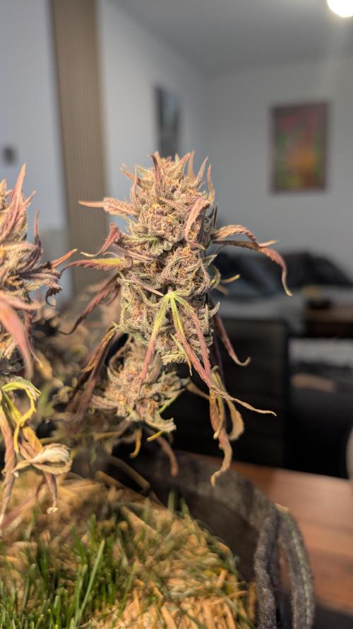 The G-Wagon Autoflower WorldCup 26. Week 10