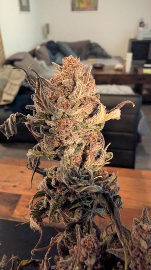 The G-Wagon Autoflower WorldCup 26. Week 10