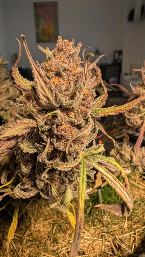 The G-Wagon Autoflower WorldCup 26. Week 10