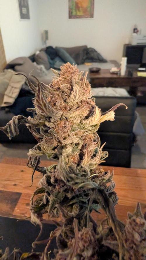 The G-Wagon Autoflower WorldCup 26. Week 10