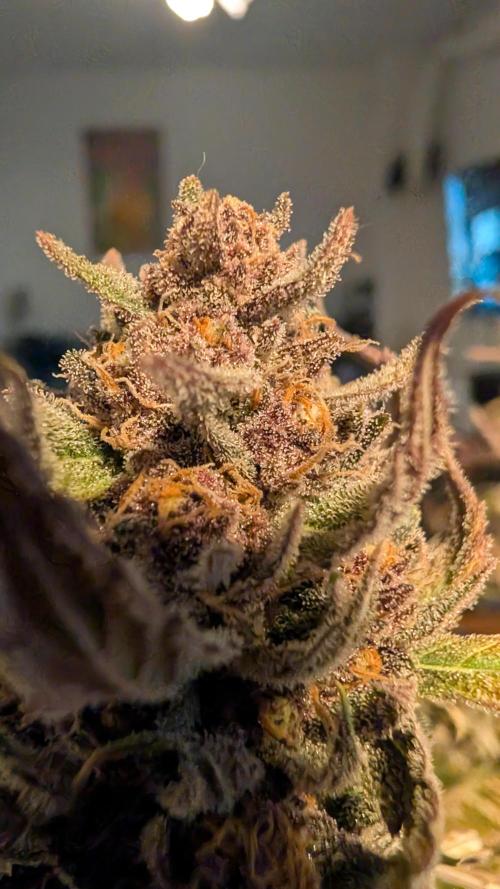 The G-Wagon Autoflower WorldCup 26. Week 10