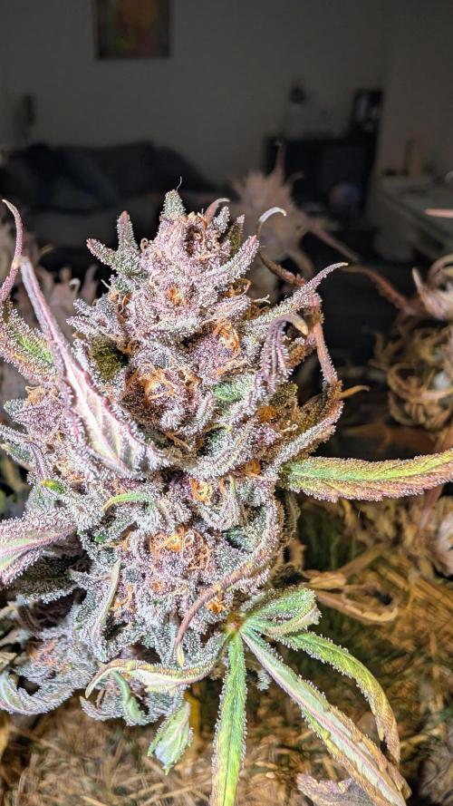 The G-Wagon Autoflower WorldCup 26. Week 10