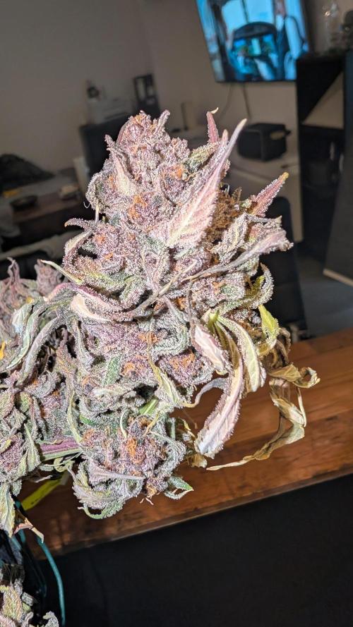 The G-Wagon Autoflower WorldCup 26. Week 10