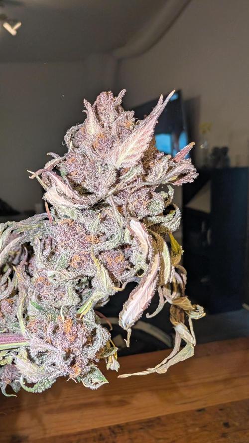 The G-Wagon Autoflower WorldCup 26. Week 10
