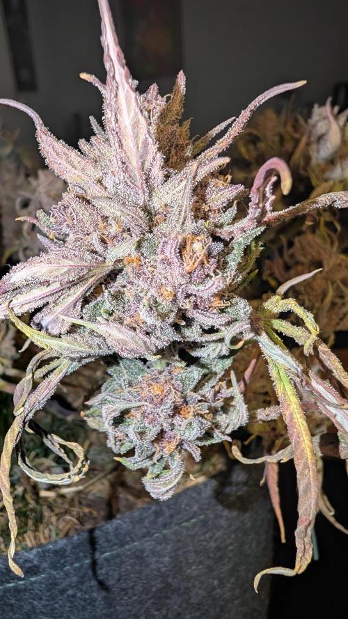 The G-Wagon Autoflower WorldCup 26. Week 10