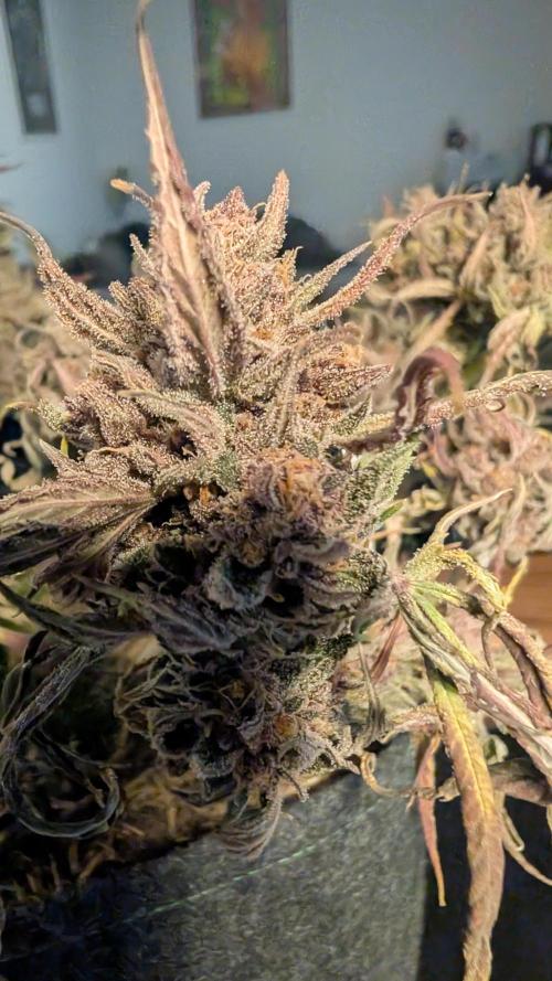 The G-Wagon Autoflower WorldCup 26. Week 10