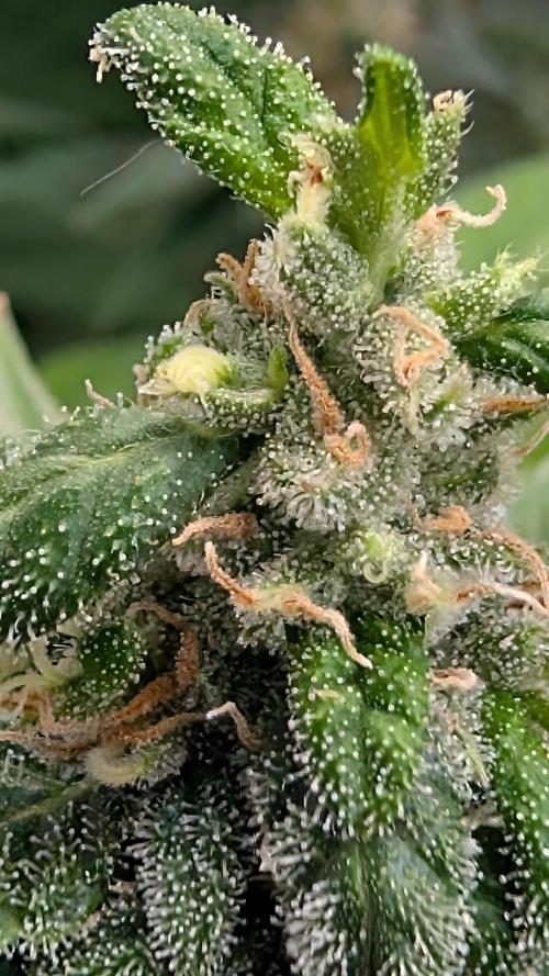 Cup Winning Strains 2026. Week 13