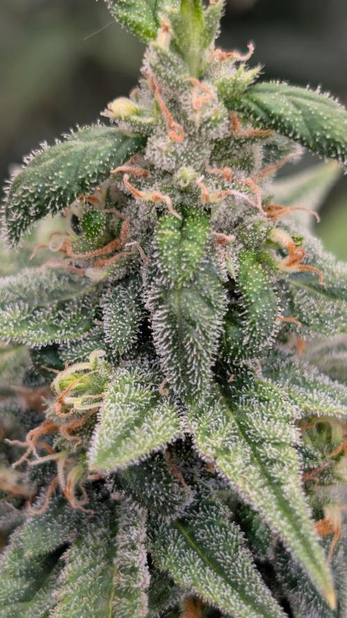 Cup Winning Strains 2026. Week 13
