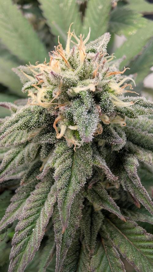 Cup Winning Strains 2026. Week 13