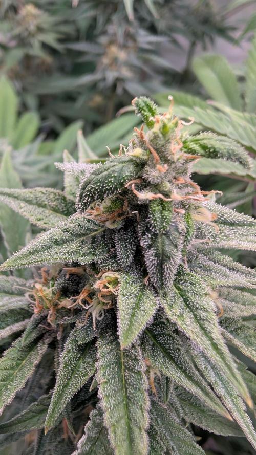Cup Winning Strains 2026. Week 13
