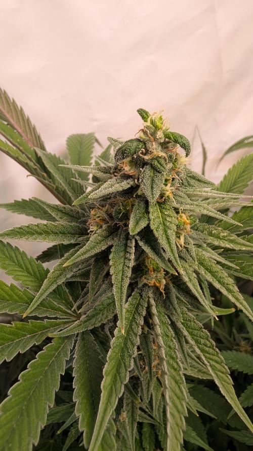 Cup Winning Strains 2026. Week 13
