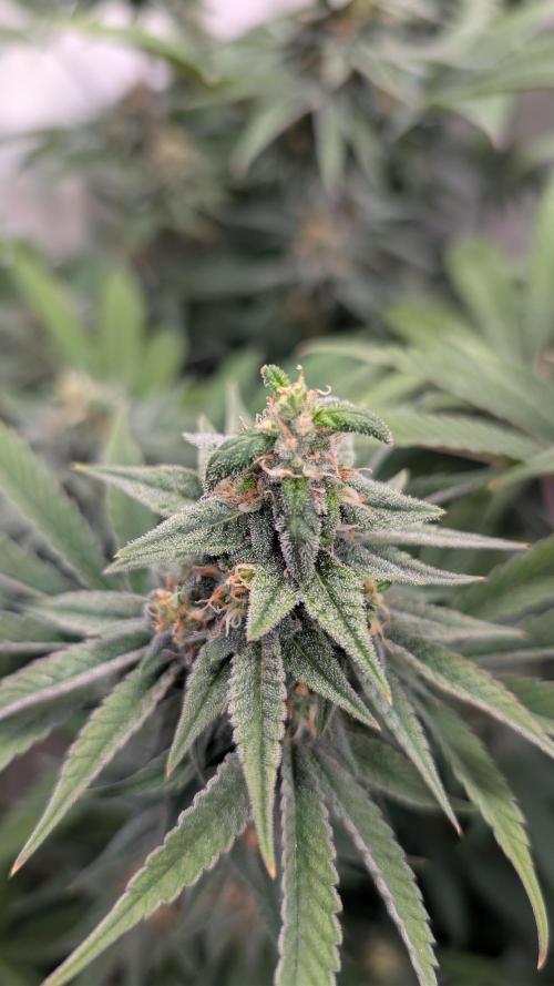Cup Winning Strains 2026. Week 13
