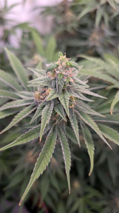 Cup Winning Strains 2026. Week 13