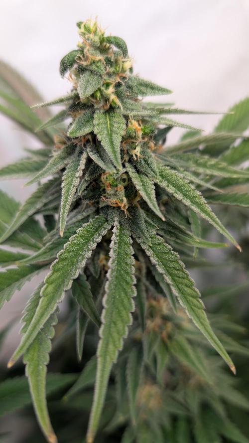 Cup Winning Strains 2026. Week 13