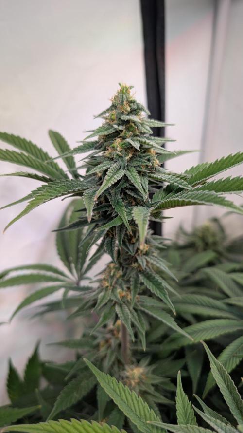 Cup Winning Strains 2026. Week 13
