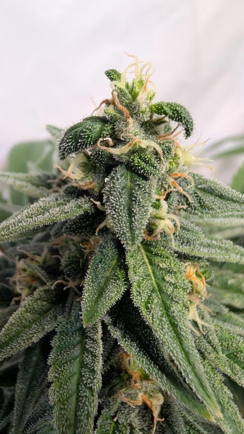 Cup Winning Strains 2026. Week 13