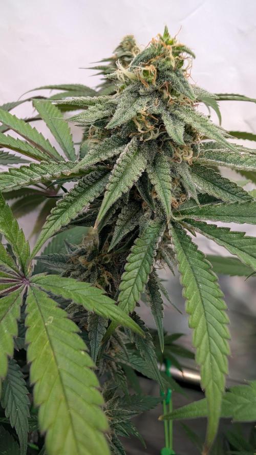 Cup Winning Strains 2026. Week 13