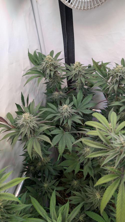 Cup Winning Strains 2026. Week 13