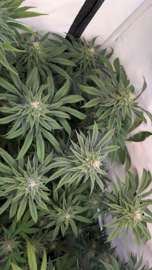 Cup Winning Strains 2026. Week 13