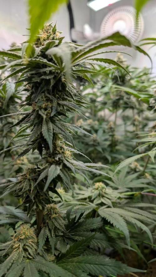 Cup Winning Strains 2026