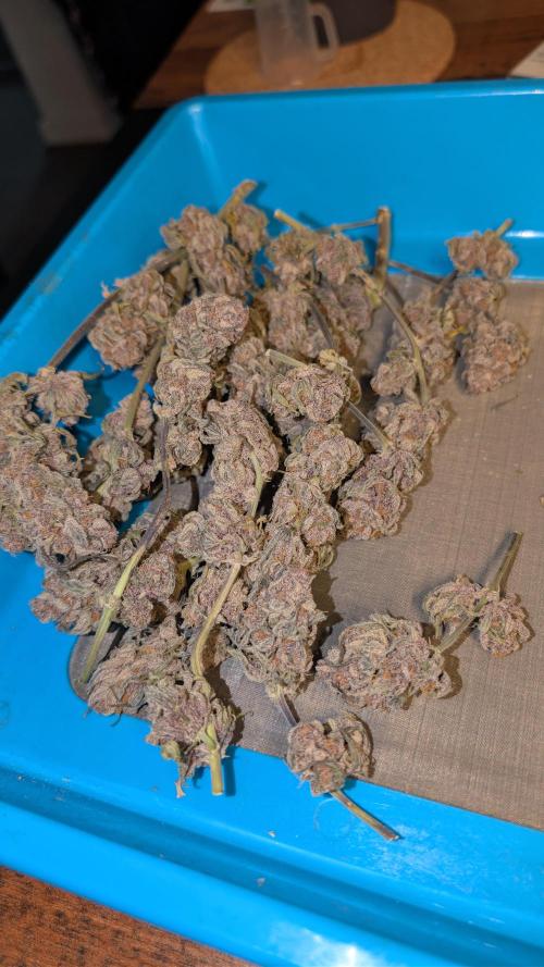 The G-Wagon Autoflower WorldCup 26. Week 11