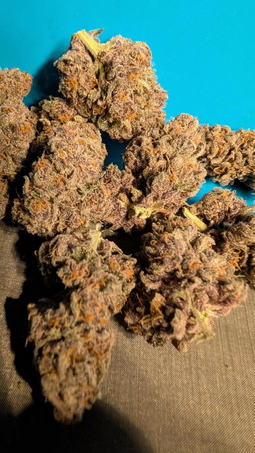 The G-Wagon Autoflower WorldCup 26. Week 11