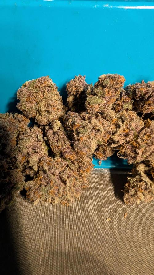 The G-Wagon Autoflower WorldCup 26. Week 11
