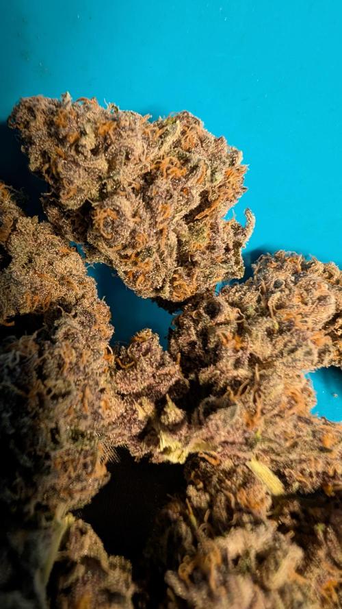 The G-Wagon Autoflower WorldCup 26. Week 11