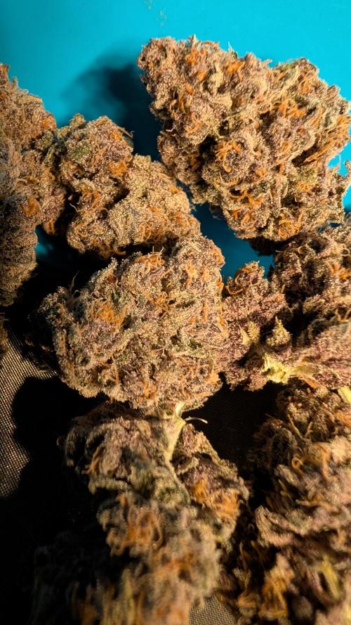 The G-Wagon Autoflower WorldCup 26. Week 11