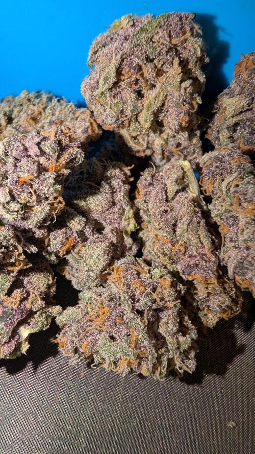 The G-Wagon Autoflower WorldCup 26. Week 11
