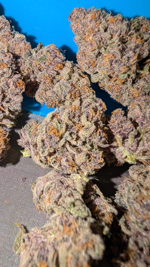 The G-Wagon Autoflower WorldCup 26. Week 11
