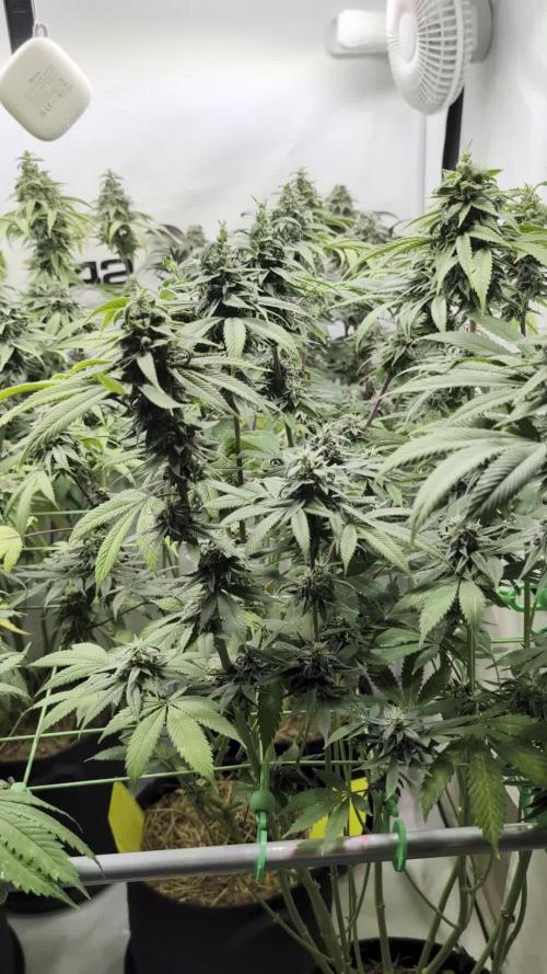 Cup Winning Strains 2026