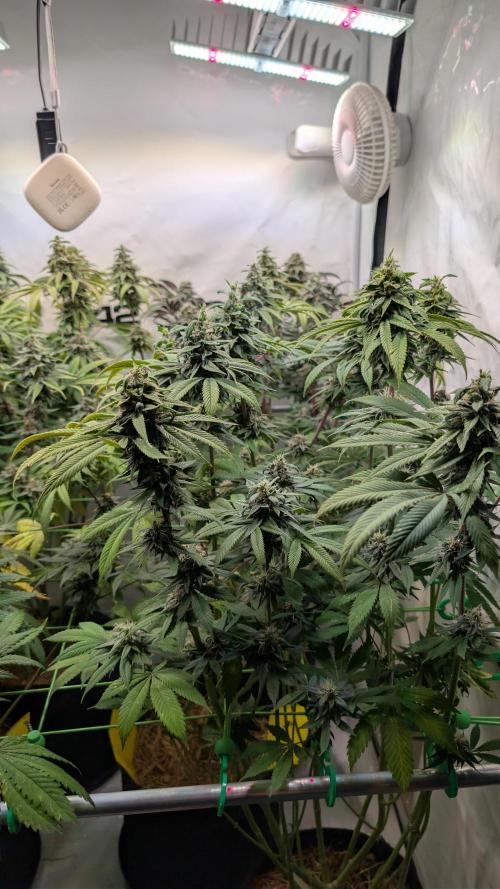 Cup Winning Strains 2026. Week 14