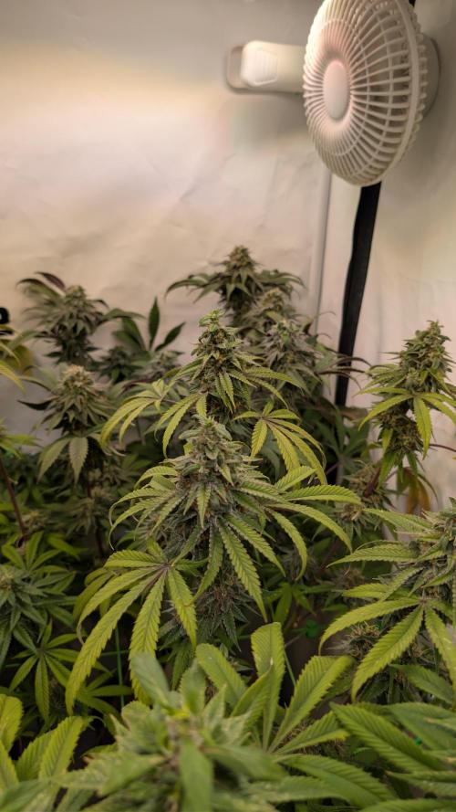Cup Winning Strains 2026. Week 14