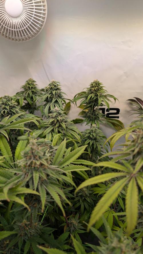 Cup Winning Strains 2026. Week 14